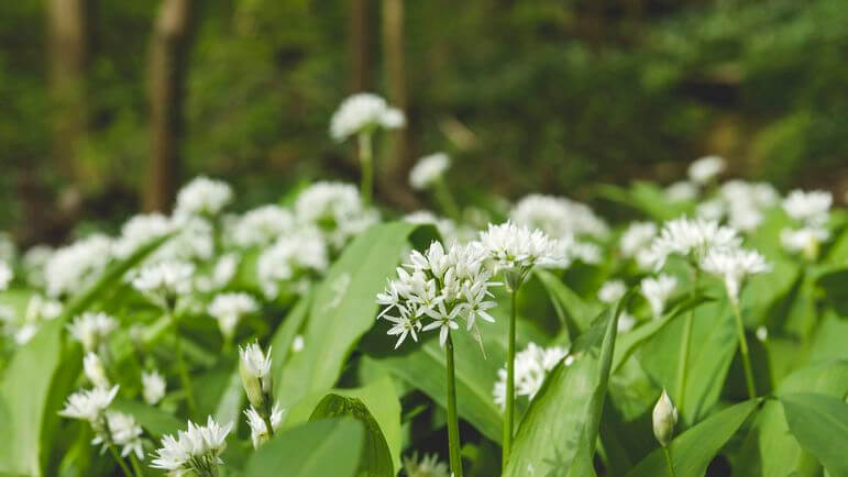 <p>Détruire les boîtes de conserve de pesto à l'ail des ours de la marque O Ptits Oignons.</p>