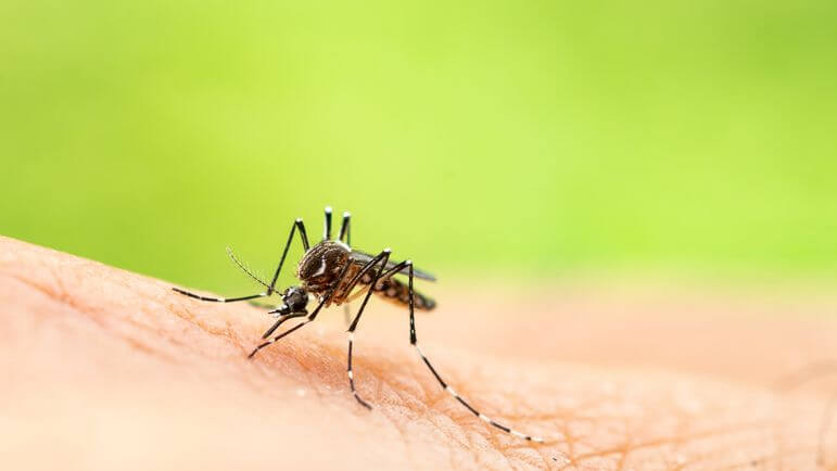 <p>Le chikungunya est transmis par les moustiques Aedes qui piquent plutôt le jour.</p>