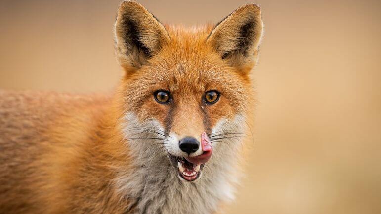 <p>L'échinococcose du renard est une zoonose parasitaire présente dans l'hémisphère nord.</p>