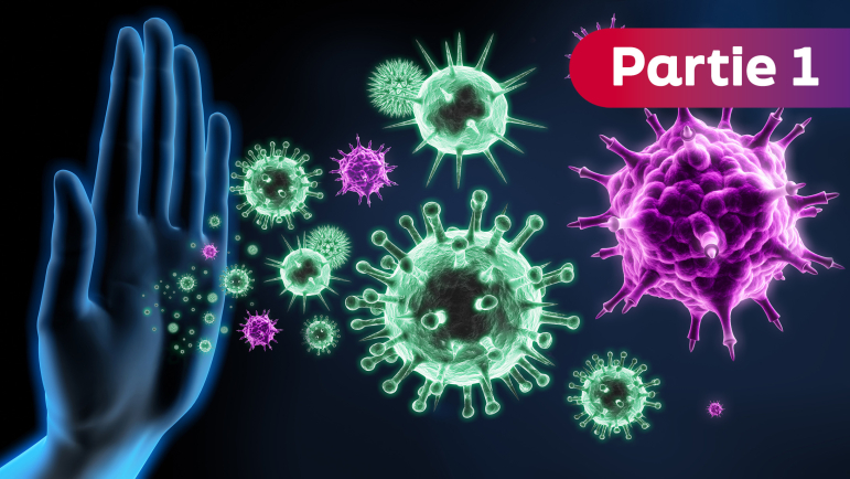 Plusieurs processus immunitaires impliquant notamment les lymphocytes T et B sont en cause.