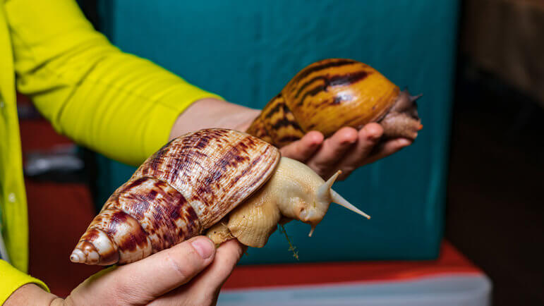 La bave de l'escargot géant africain (Achatina fulica) peut transmettre l'angiostrongylose humaine.