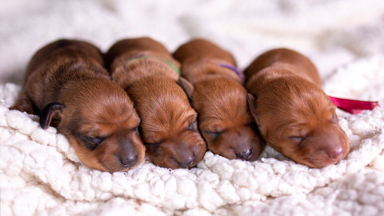 Recette à base de chiots roux, mélangés à des scorpions, vers de terre, herbes et épices.