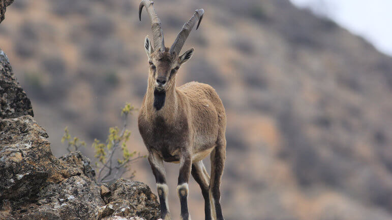 Le bézoard trouve son origine dans l’estomac des chèvres.