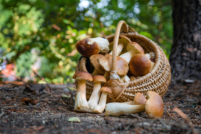 Boletus edulis, le bolet de Bordeaux.
