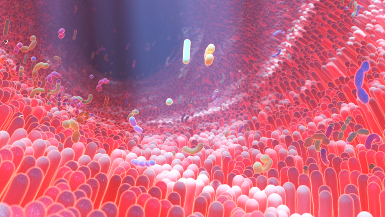 Alimentation et médicaments influent fortement sur le microbiote.