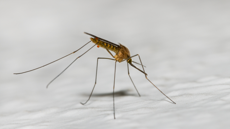 Le virus West Nile est transmis par des moustiques communs du genre Culex.