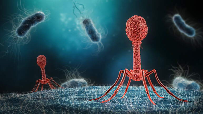 Les phages ciblent spécifiquement une bactérie, s'y répliquent et la lysent pour se propager.