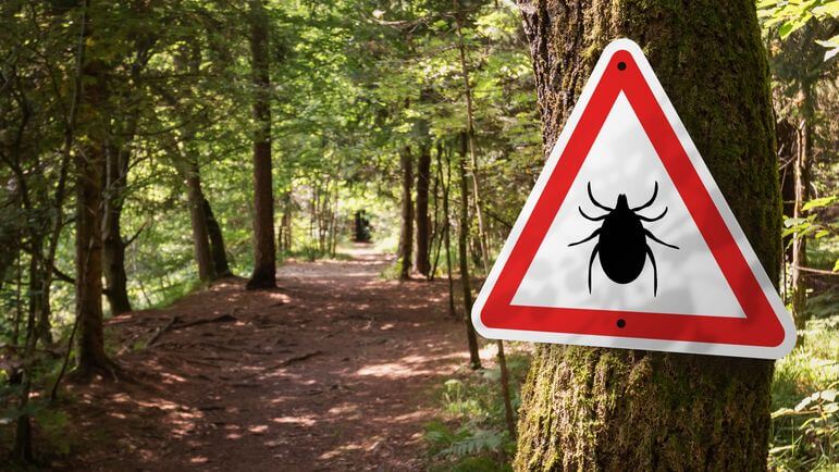 <p>La prévention des piqûres de tique est indispensable en forêt, en zone boisée ou végétalisée.</p>