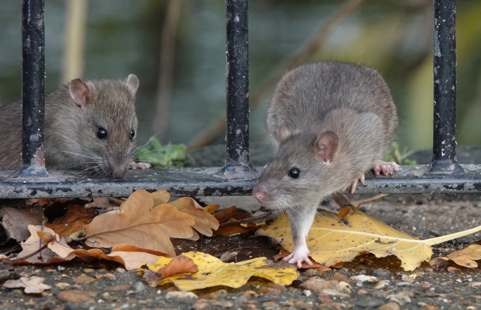 Les hantavirus se transmettent à l'homme par l'intermédiaire de rongeurs sauvages infectés.
