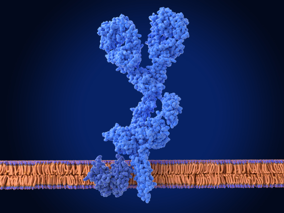 L'ocrélizumab est un anticorps monoclonal humanisé recombinant ciblant les lymphocytes B CD20+.