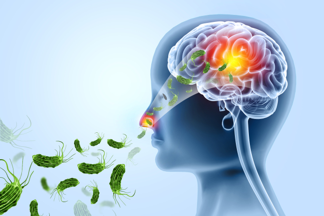 L'amibe Naegleria fowleri peut infecter le cerveau via de l'eau contaminée dans les fosses nasales.