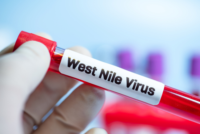 L'infection, en général bénigne, peut donner dans 1 % des cas de graves complications neurologiques.