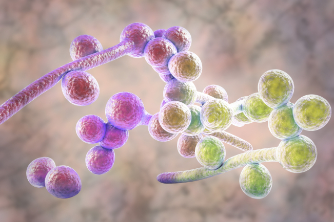 Candida albicans était l’espèce la plus représentée, retrouvée chez 49 % des patients.