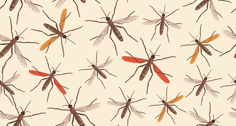 Chikungunya et paludisme : deux maladies infectieuses transmises par des moustiques différents.