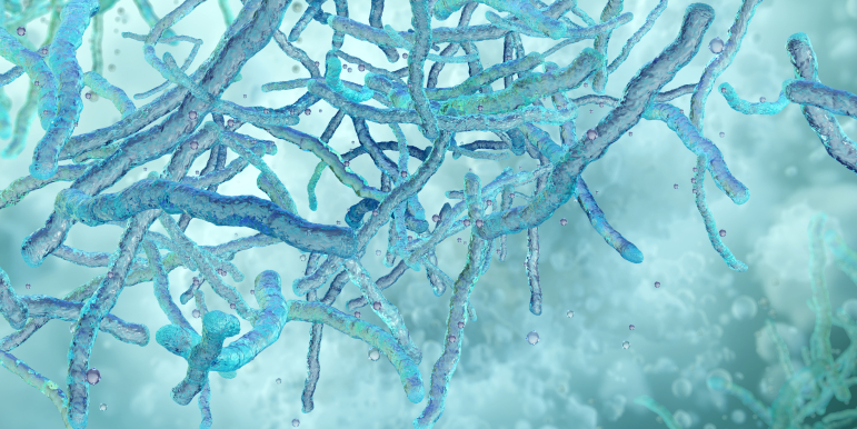Le prétomanid agit en inhibant la synthèse des lipides de la paroi cellulaire de M. tuberculosis.
