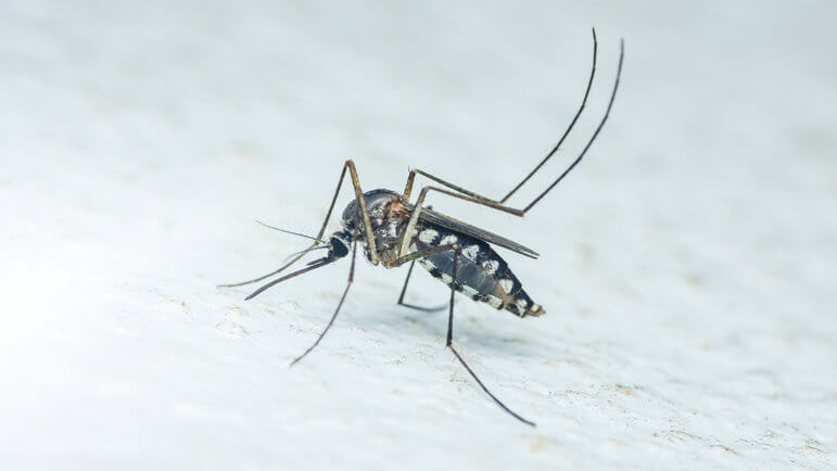 En France hexagonale, au 2 septembre 2025, 301 cas de chikungunya et 19 cas de dengue autochtones.