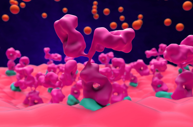 Indiqué notamment dans certaines myasthénies auto-immunes généralisées.