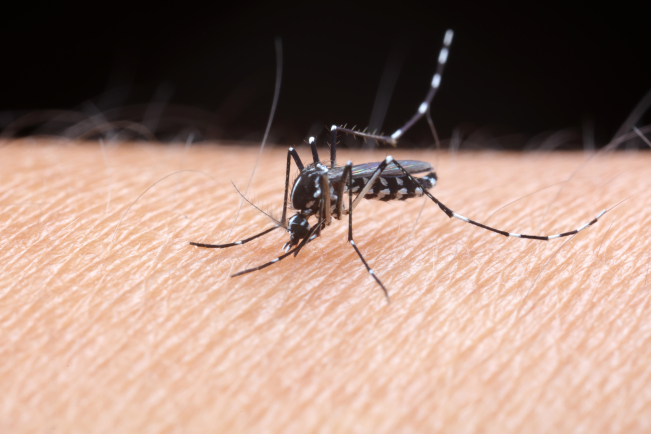 Les principales modifications concernent la dengue et le Chikungunya pour les vaccinations.