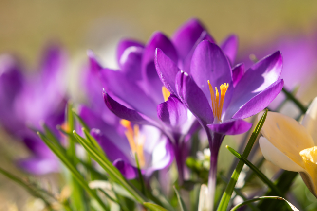 Les stigmates séchés du crocus donnent le safran, épice précieuse parfois surnommée « or rouge ». 