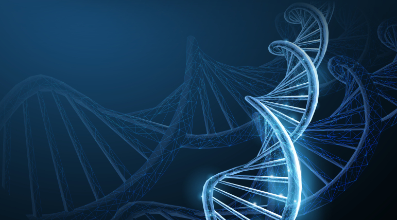 L’ADN circulant correspond à des fragments d’ADN associés à des protéines.
