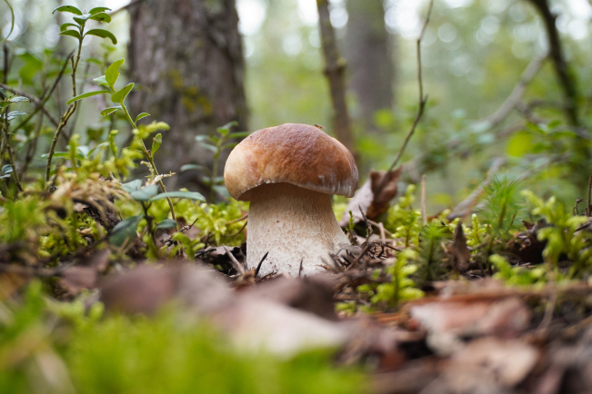 La contamination au césium 137 touche plusieurs espèces comestibles, notamment les bolets.