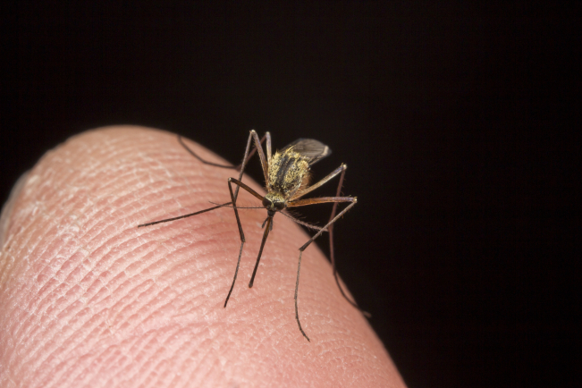 Le virus du Nil occidental est transmis par le moustique commun Culex.