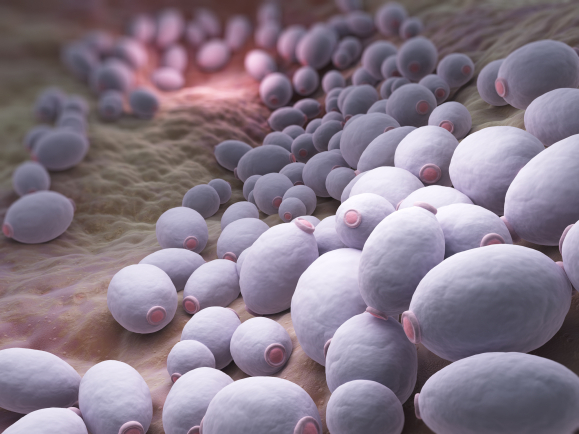 Kétoconazole, un antifongique à usage topique du groupe des imidazolés.