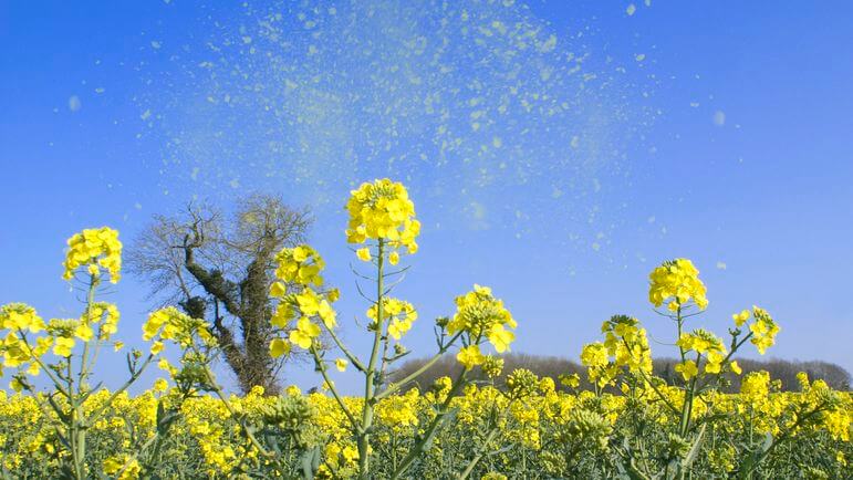 Les principales causes d’allergies respiratoires sont les acariens, le pollen et les animaux.