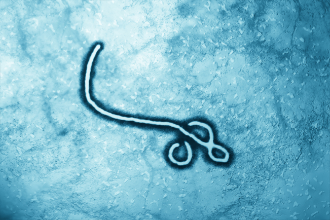 La famille des filovirus regroupe différents virus responsables de fièvres hémorragiques aiguës.