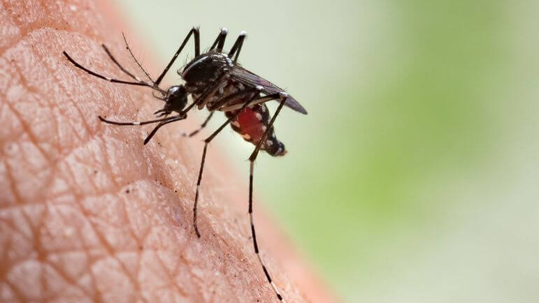 Les symptômes apparaissent environ une semaine après la piqûre d’un moustique infecté.
