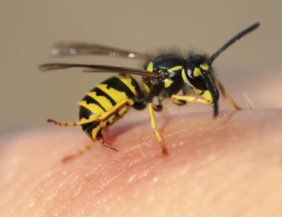 Allergie au venin d’hyménoptère : guêpes, abeilles et frelons, le plus souvent impliqués en France.