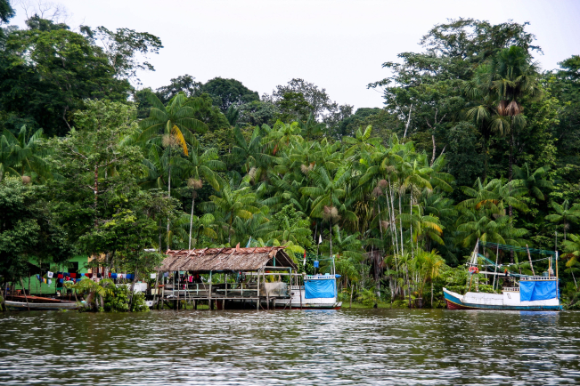 Réémergence des cas de chikungunya en Guyane depuis janvier 2026.