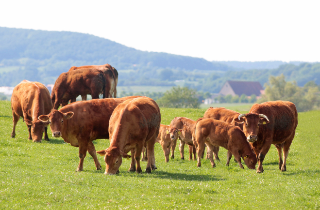 Le virus Shamonda a été détecté dans des exploitations bovines pour la prmeière fois à l'été 2026. 