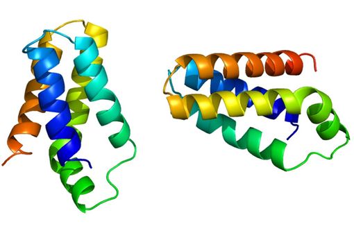 Structure de la protéine mTOR (Mammalian Target of Rapamycin-Cible de la rapamycine chez les mammifères) dont l'évérolimus est un inhibiteur sélectif (illustration @Emw, sur Wikimedia).