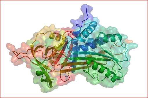 Inhibiteur de la sérine protéase (serpine), l'alpha 1-antitrypsine protège les tissus contre des enzymes produites par des cellules inflammatoires, particulièrement l'élastase (illustration).