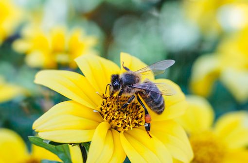 Lorsqu'elle se trouve menacée, l'abeille utilise son dard cranté, pour injecter du venin à son agresseur. Mais, à la différence des guêpes et des frelons, elle n'est pas un prédateur et ne chasse pas pour se nourrir (illustration).