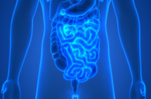Maladie inflammatoire chronique de l'intestin (MICI), la maladie de Crohn est le plus souvent retrouvée au niveau de l'iléon et du côlon (illustration).