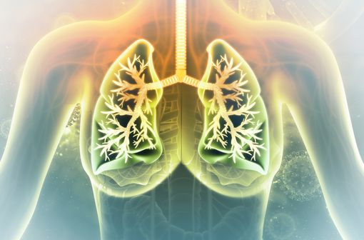 Le cancer bronchique non à petites cellules représente près de 85% de l’ensemble des cancers du poumon (illustration).