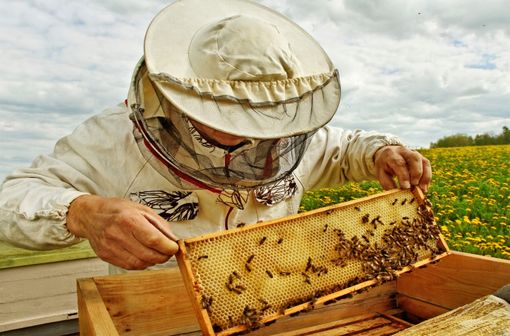 Comme les autres populations à risque, les apiculteurs sont prioritaires pour l'initiation d'une immunothérapie spécifique vis-à-vis des manifestations d'allergie au venin d'hyménoptères (illustration).
