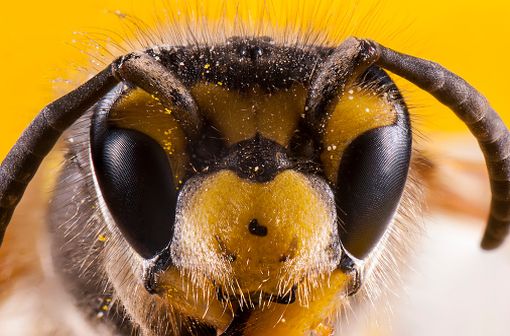 Tête d'abeille en vue macroscopique (illustration).