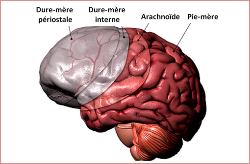 Les différentes méninges du cerveau humain (illustration).