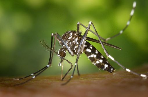 Un moustique tigre (Aedes albopictus) en train de se nourrir de sang (illustration, © Wikimedia Commons).