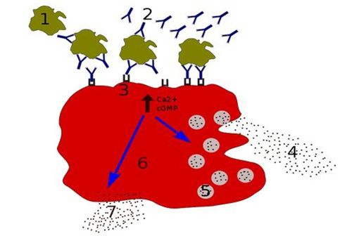 Au contact d'un allergène (1), les mastocytes (6) libèrent des médiateurs (4, 5, 7) comme l'histamine qui déclenchent des réactions allergiques (image : © Pawel Kuzniar, Wikimedia).