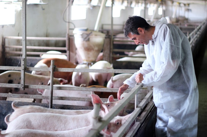 Vétérinaire s’occupant d’un élevage de cochons (illustration). width=