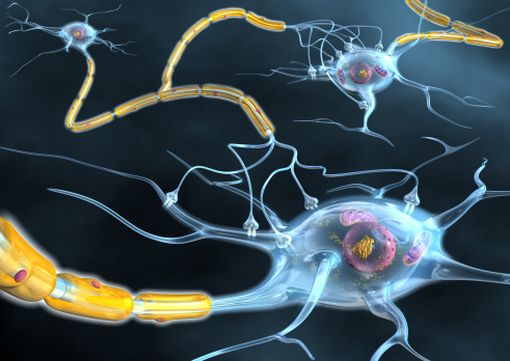 Dans la sclérose en plaques, des processus inflammatoires altèrent les gaines de myéline des neurones.