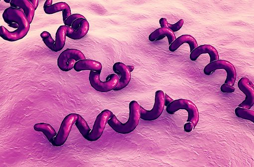 Représentation en 3D de la bactérie tréponème pâle, responsable de la syphilis (illustration).