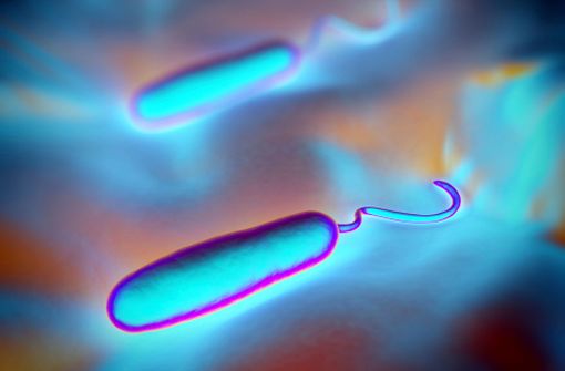 Bactérie Vibrio cholerae (illustration). 