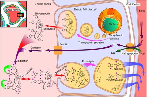Biosynthèse des hormones thyroïdiennes au sein d'une cellule folliculaire de la thyroïde (© Wikimedia).