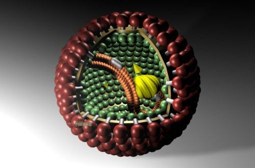 Modélisation informatique du virus de la maladie de Borna (© M.Eickmann, Wikipedia). 