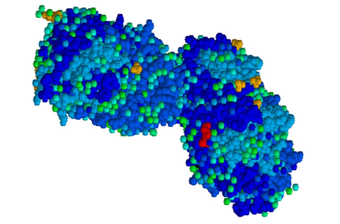 Représentation en 3D de la glucocérébrosidase, enzyme déficitaire dans la maladie de Gaucher (illustration @Wikimedia).